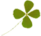 clover