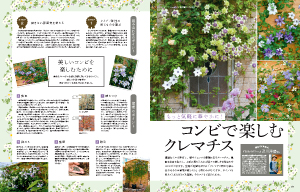 もっと気軽に華やかに！コンビで楽しむクレマチス