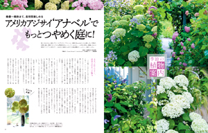 アメリカアジサイ‘アナベル’で、もっとつやめく庭に