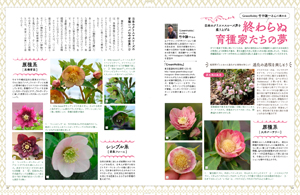 2025-2026に注目すべき トレンドローズはコレ日本のクリスマス！